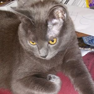 Meet your Posher, X0